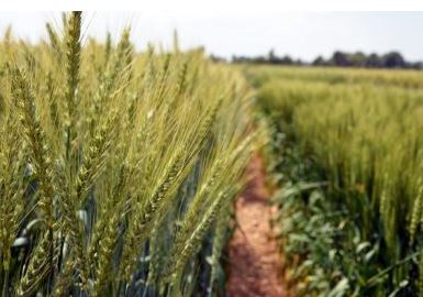 Producció de blat tou per a panificació en cultiu ecològic