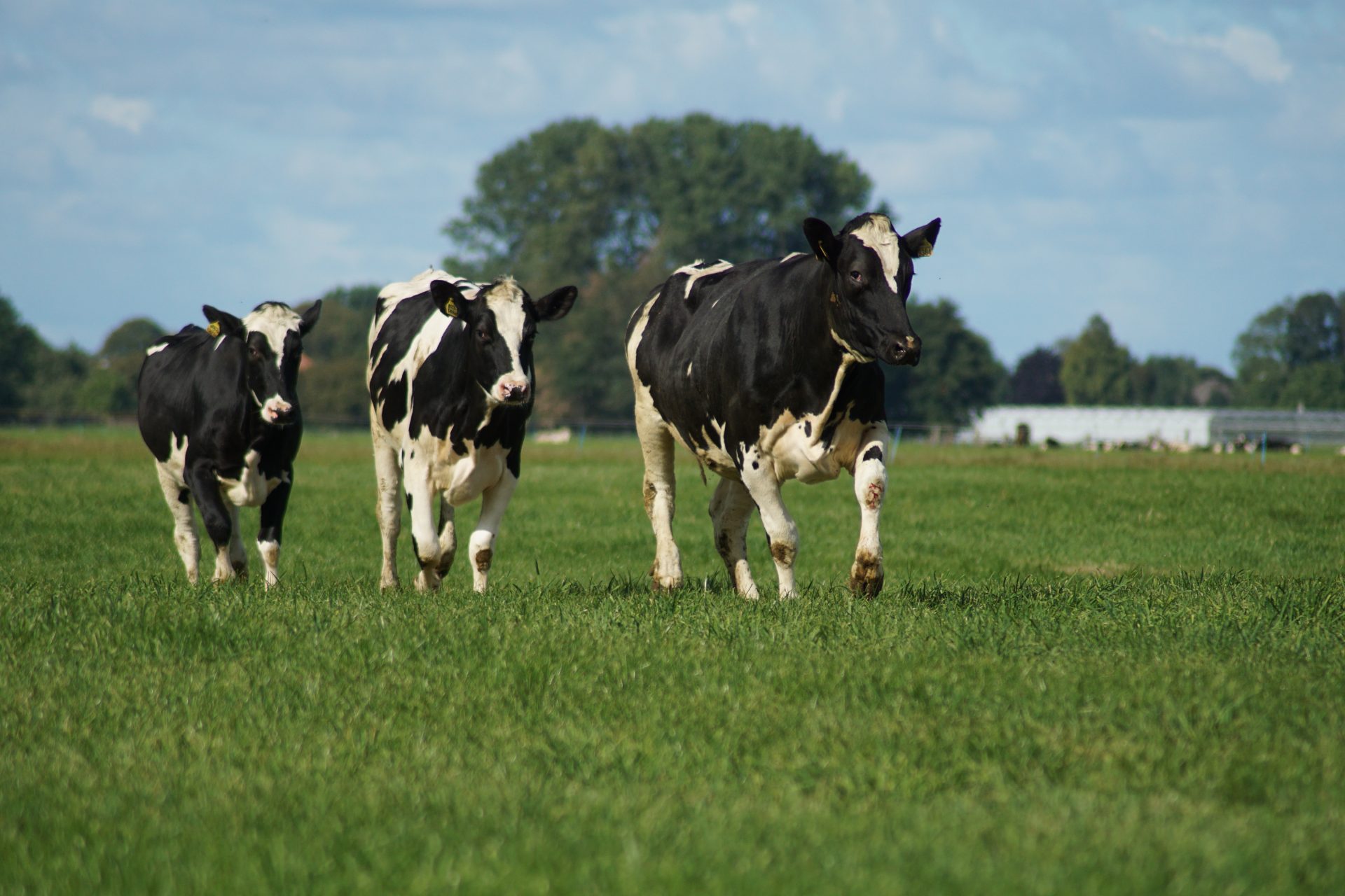 Autonomia alimentaria en les explotacions de vaques de llet ecològiques
