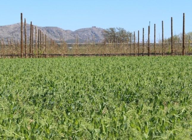 Les cobertes vegetals, efectes en el sòl i els cultius en agricultura regenerativa